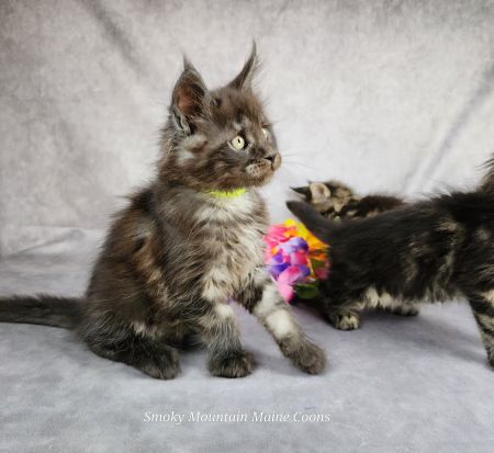 MaineCoonKittenTiaRauchen08042025MGreen7.jpg