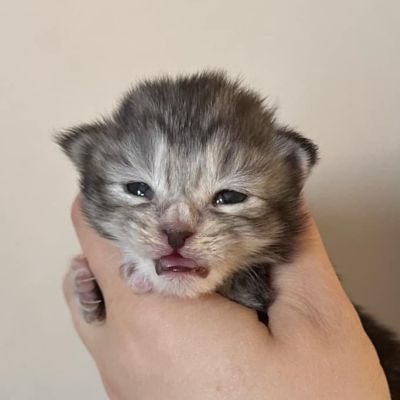 MaineCoonKittenTilleyAkoni03192025F1.jpg