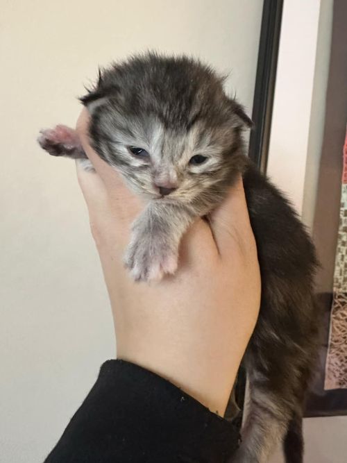 MaineCoonKittenTilleyAkoni03192025F2.jpg