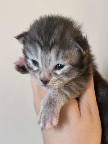 MaineCoonKittenTilleyAkoni03192025F3.jpg