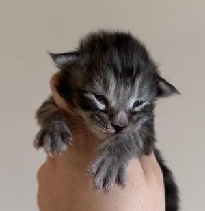 MaineCoonKittenTilleyAkoni03192025M1.jpg