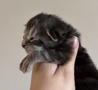MaineCoonKittenTilleyAkoni03192025M3.jpg