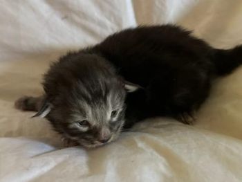 MaineCoonKittenTilleyAkoni03192025M4.jpg