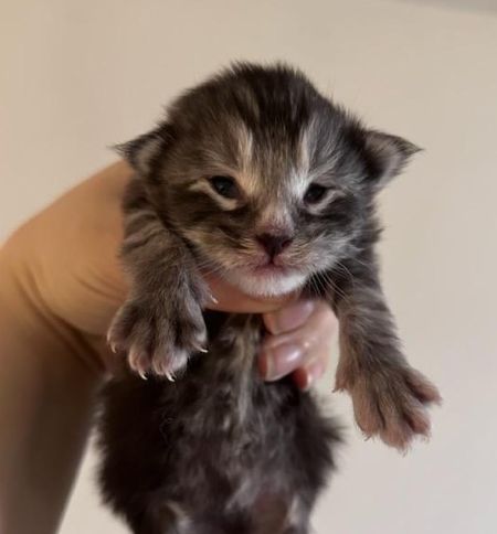MaineCoonKittenTilleyAkoni03192025M5.jpg