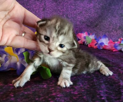 MaineCoonKittenUMayomiDandy09292025FPink10.jpg
