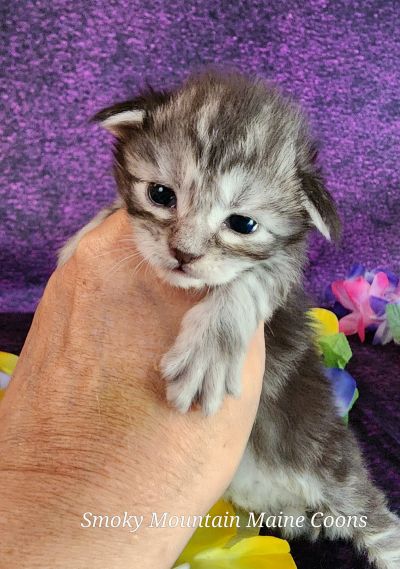 MaineCoonKittenUMayomiDandy09292025FPink16.jpg
