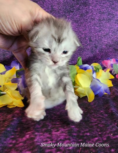 MaineCoonKittenUMayomiDandy09292025MBlue14.jpg