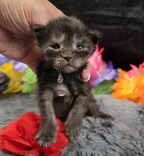 Maleficent burgundy collar black smoke Maine Coon kitten photo 1