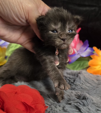 Maleficent burgundy collar black smoke Maine Coon kitten photo 2