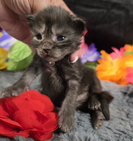 Maleficent burgundy collar black smoke Maine Coon kitten photo 3