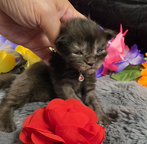 Maleficent burgundy collar black smoke Maine Coon kitten photo 4
