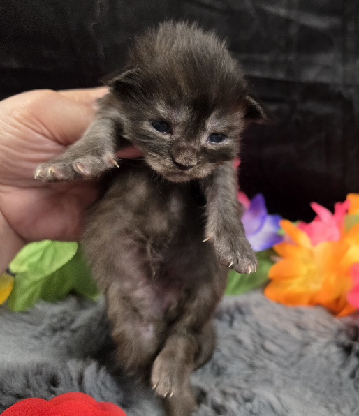 Maleficent burgundy collar black smoke Maine Coon kitten photo 5