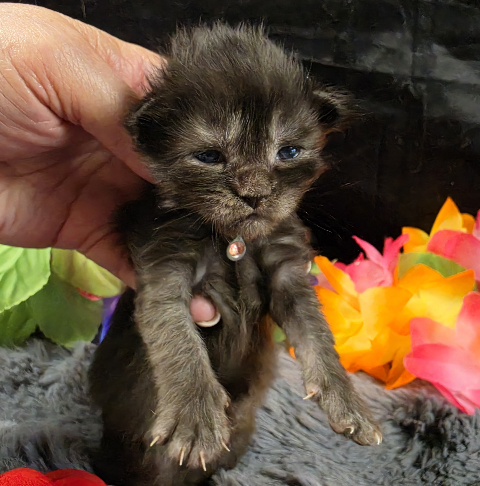 Maleficent burgundy collar black smoke Maine Coon kitten photo 6