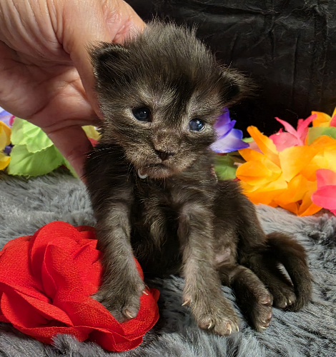 Maleficent burgundy collar black smoke Maine Coon kitten photo 7