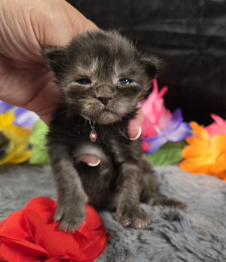 Maleficent burgundy collar black smoke Maine Coon kitten photo 8