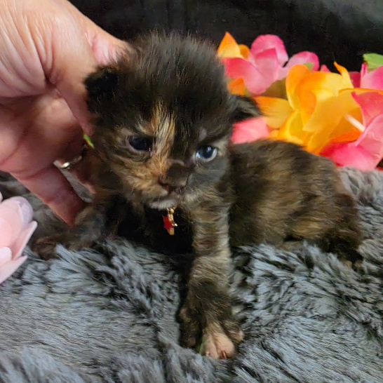 Drizella pink collar mackerel torbie Maine Coon kitten photo 1