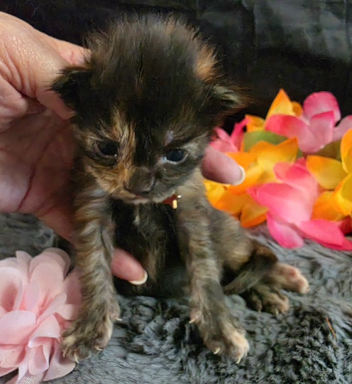 Dinah pink collar mackerel torbie Maine Coon kitten photo 2