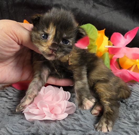 Dinah pink collar mackerel torbie Maine Coon kitten photo 3