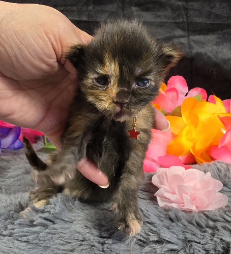 Dinah pink collar mackerel torbie Maine Coon kitten photo 4