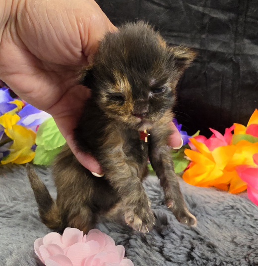 Dinah pink collar mackerel torbie Maine Coon kitten photo 5