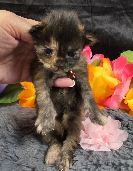 Dinah pink collar mackerel torbie Maine Coon kitten photo 6