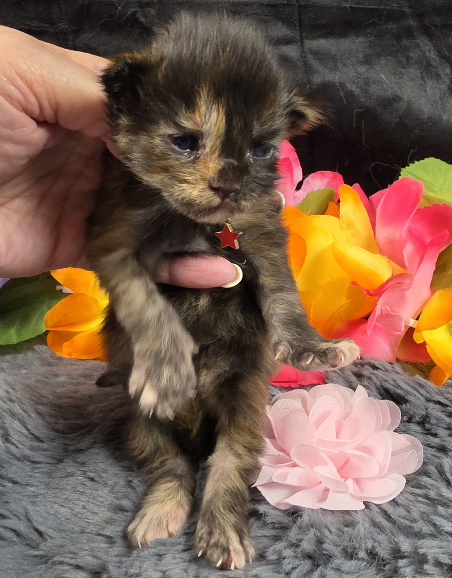 Dinah pink collar mackerel torbie Maine Coon kitten photo 7