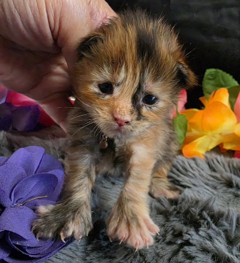Pocahontas purple collar mackerel torbie Maine Coon kitten photo 1