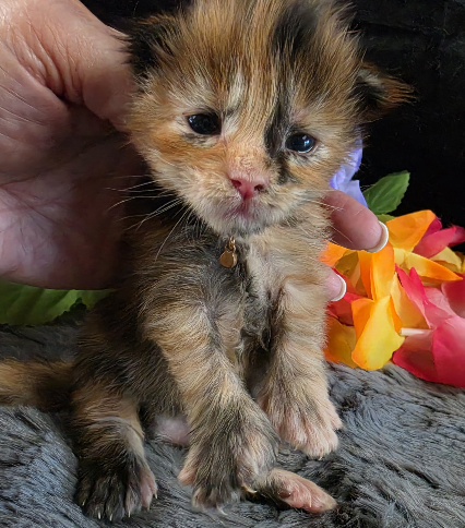 Pocahontas purple collar mackerel torbie Maine Coon kitten photo 2