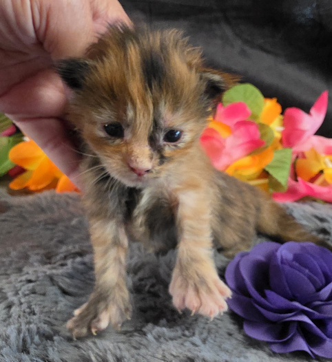 Pocahontas purple collar mackerel torbie Maine Coon kitten photo 3