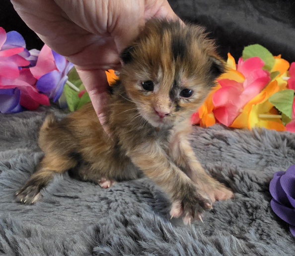 Pocahontas purple collar mackerel torbie Maine Coon kitten photo 4