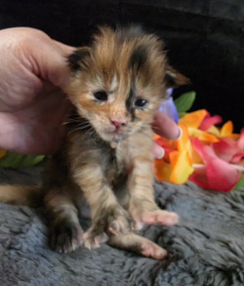 Pocahontas purple collar mackerel torbie Maine Coon kitten photo 6
