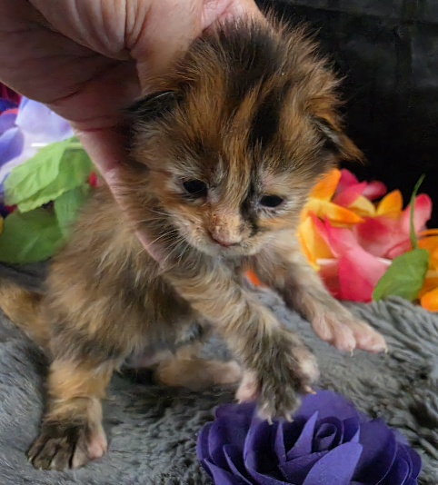 Pocahontas purple collar mackerel torbie Maine Coon kitten photo 7