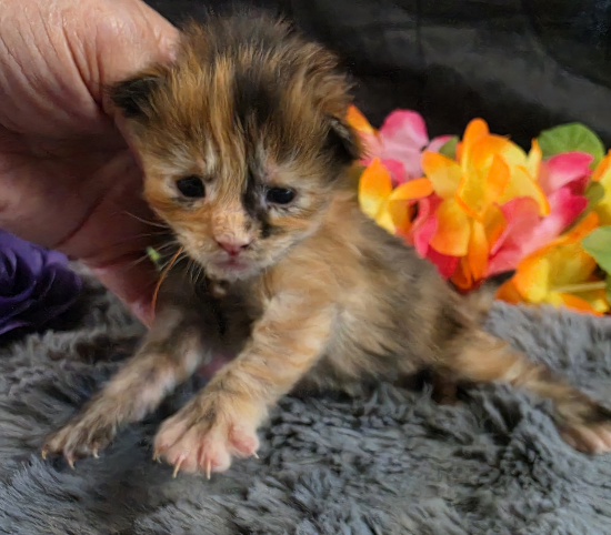 Pocahontas purple collar mackerel torbie Maine Coon kitten photo 8