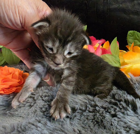 Figaro orange collar silver black classic Maine Coon kitten photo 3