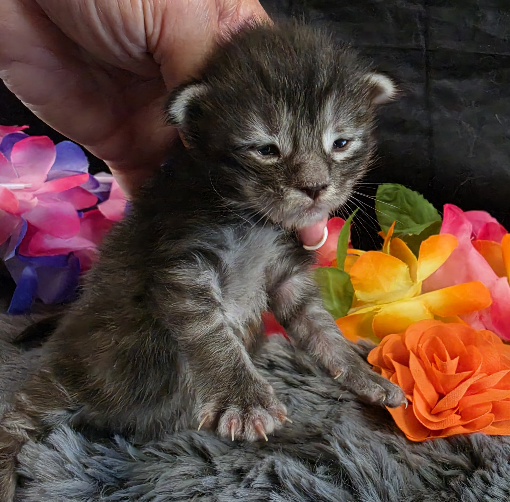 Figaro orange collar silver black classic Maine Coon kitten photo 4