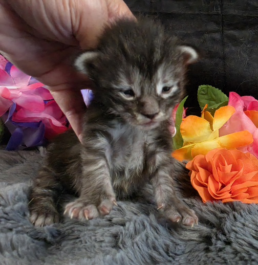 Figaro orange collar silver black classic Maine Coon kitten photo 7