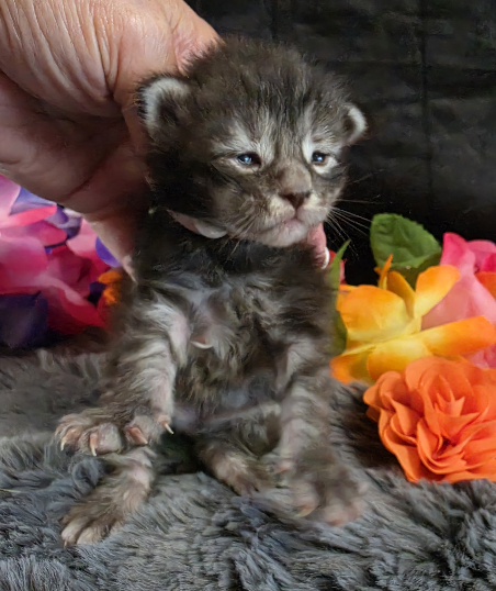 Figaro orange collar silver black classic Maine Coon kitten photo 8