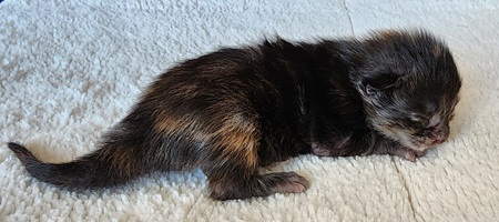 MaineCoonKittenZivaRauchen01_27_27FTorbie1.jpg