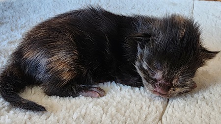 MaineCoonKittenZivaRauchen01_27_27FTorbie2.jpg