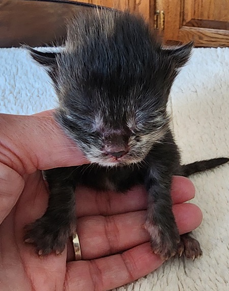 MaineCoonKittenZivaRauchen01_27_27FTorbie4.jpg