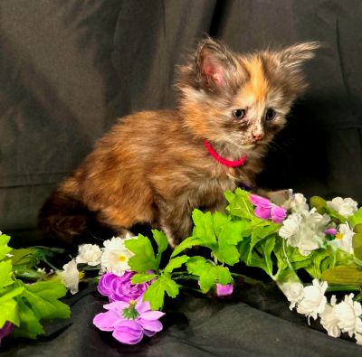 Guinevere pink collar torbie Maine Coon kitten photo 2