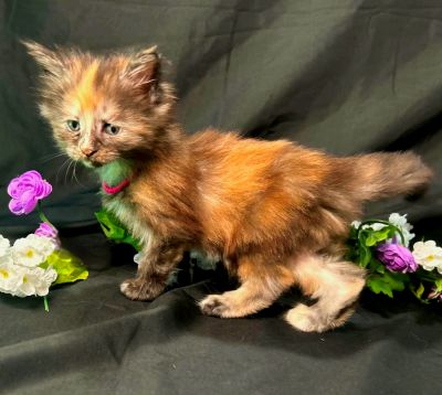 Guinevere pink collar torbie Maine Coon kitten photo 3