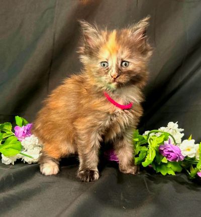 Guinevere pink collar torbie Maine Coon kitten photo 4