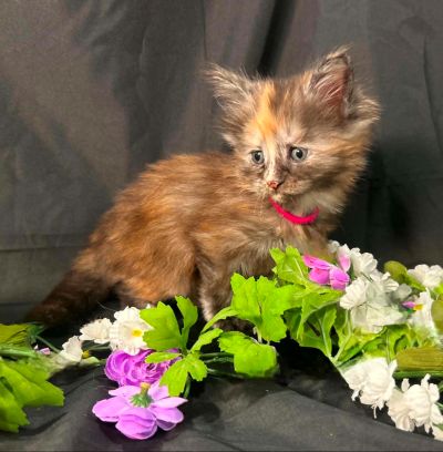 Guinevere pink collar torbie Maine Coon kitten photo 5