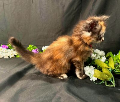 Guinevere pink collar torbie Maine Coon kitten photo 6