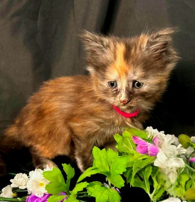 Guinevere pink collar torbie Maine Coon kitten photo 7