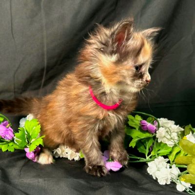 Guinevere pink collar torbie Maine Coon kitten photo 8