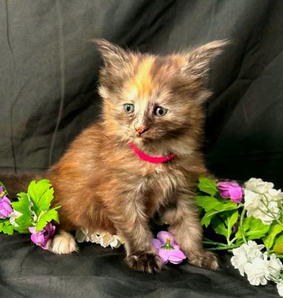 Guinevere pink collar torbie Maine Coon kitten photo 9