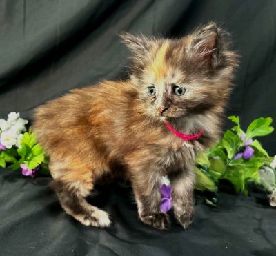 Guinevere pink collar torbie Maine Coon kitten photo 1