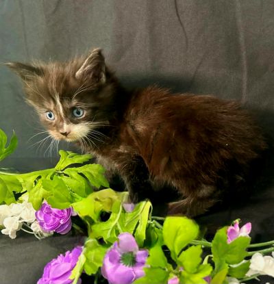 Elaine purple collar black with white Maine Coon kitten photo 4